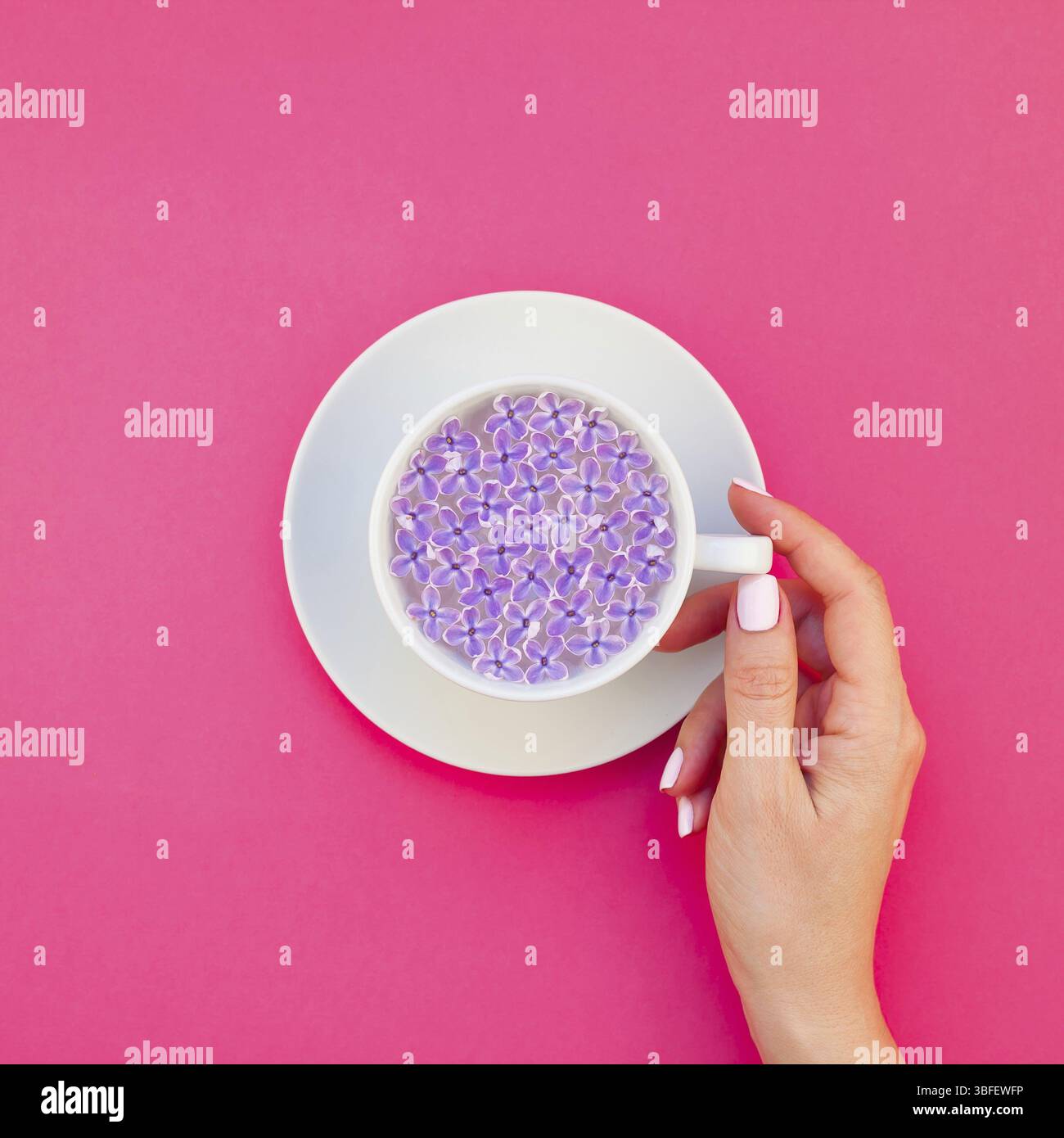 Quadrato piatto concetto laici top view tazza bianca bellissimi fiori lilla galleggianti in acqua infusa e donna mano millenaria sfondo rosa spazio copia mini Foto Stock