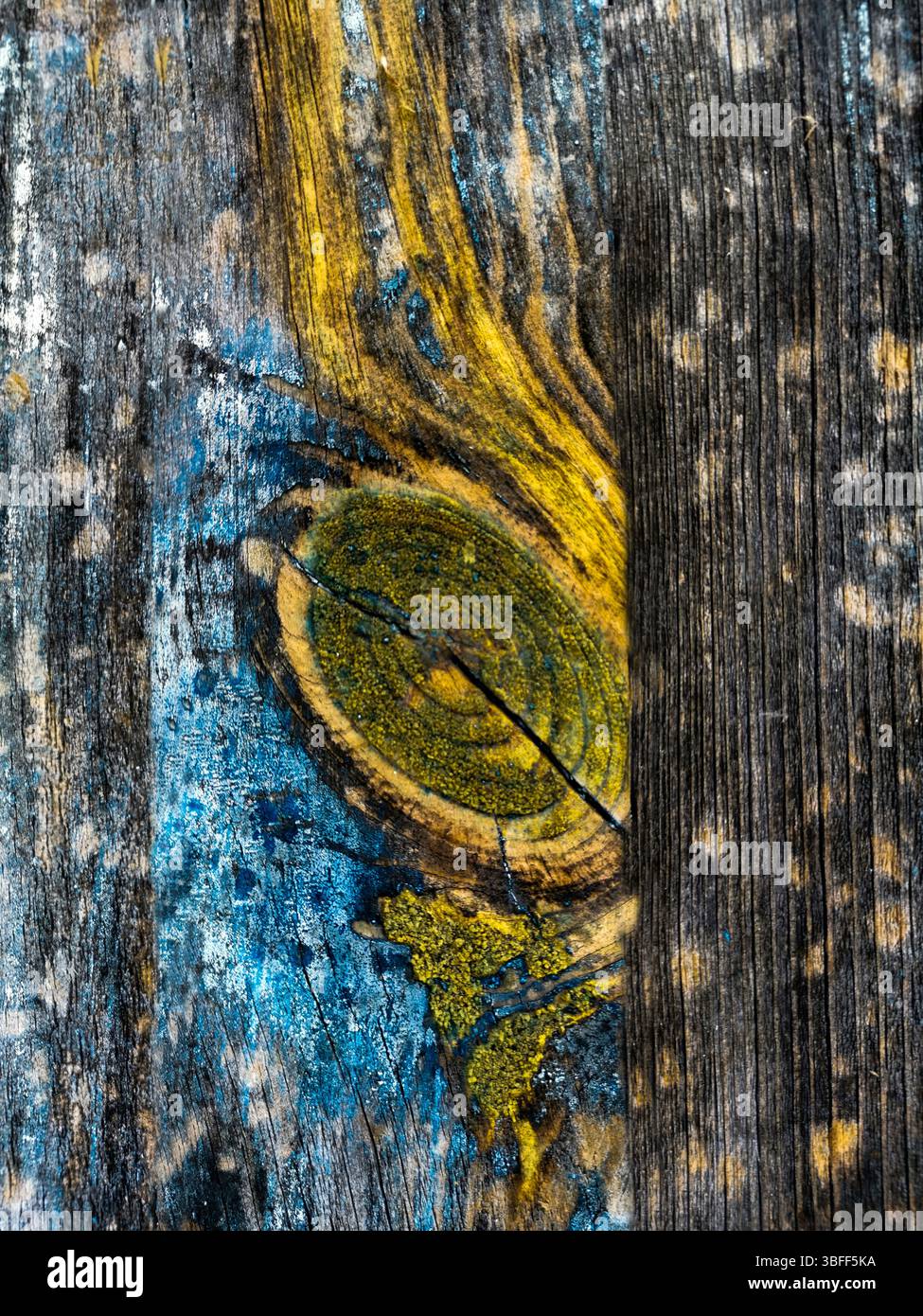 Blu e gialli vibranti si distinguono su tavole di legno intemperie, evidenziando motivi e texture intricati creati dalla natura nel tempo Foto Stock