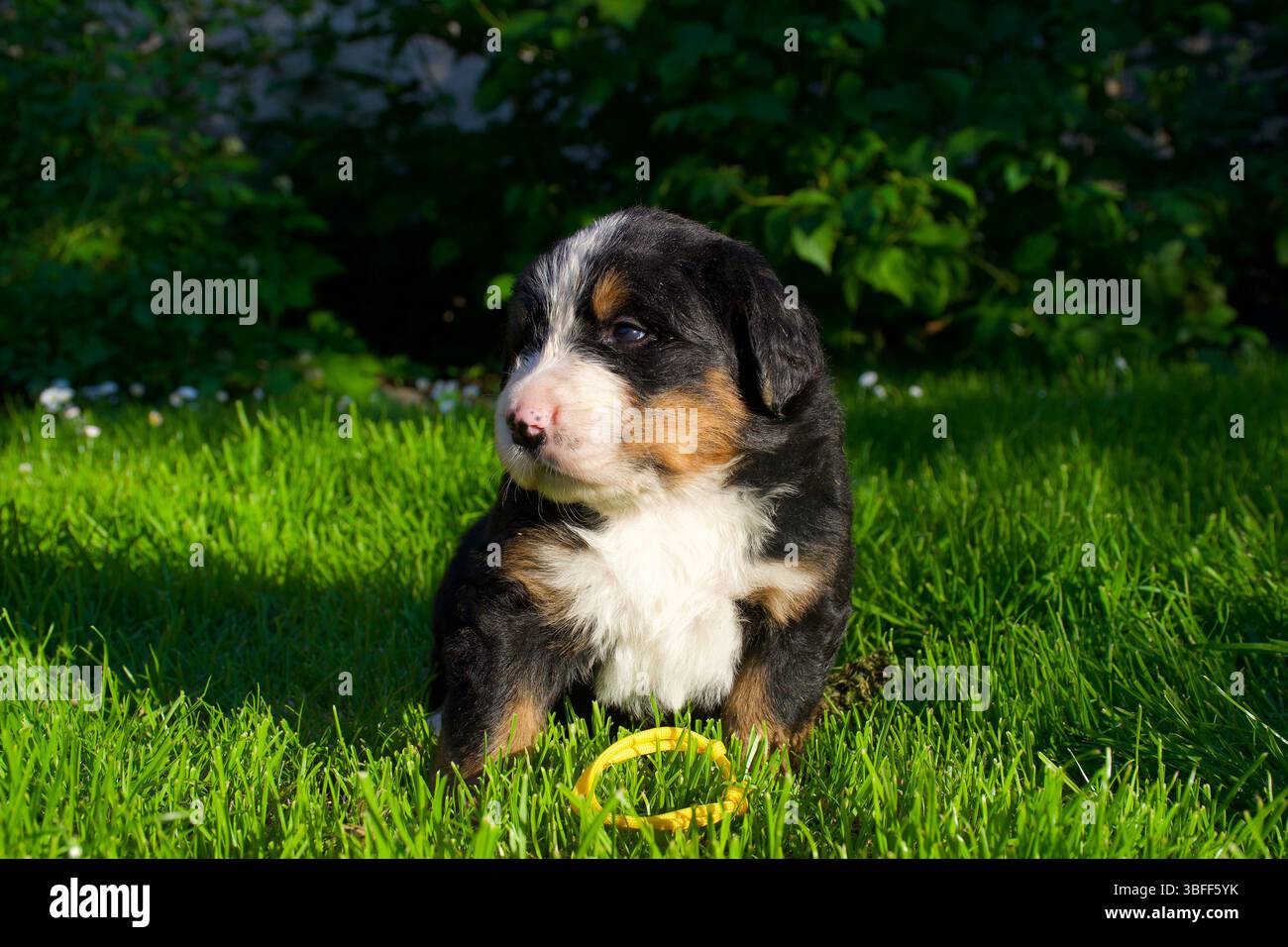 Allegro cucciolo con colletto giallo, posa tranquilla su un'erba, bagnato dalla luce soffusa del giorno, catturando pura freschezza e innocenti energie. Foto Stock