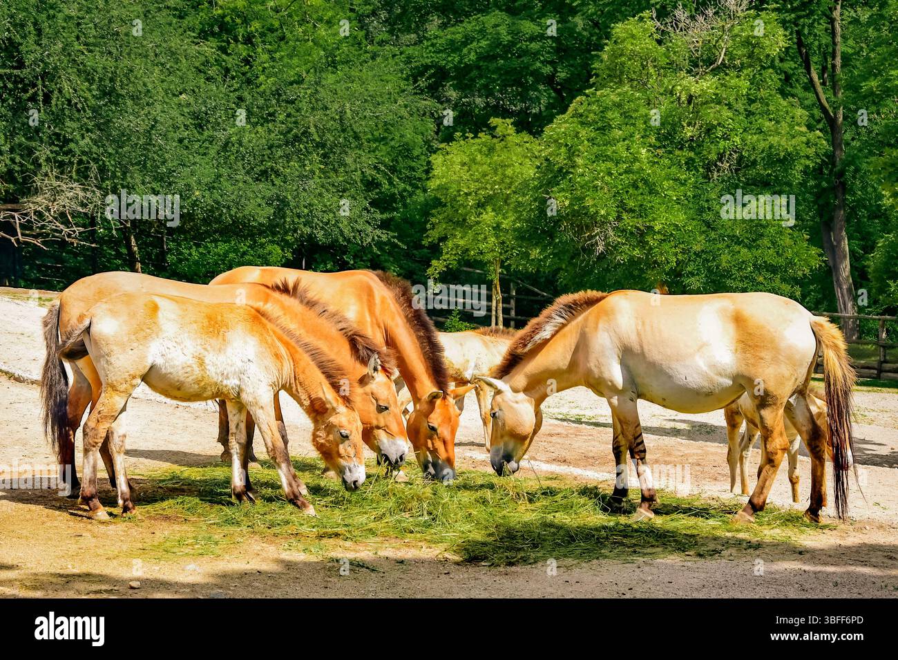 I cavalli di Przewalski pascolano in un paesaggio verde lussureggiante: Accattivante scenario naturale ideale per la fotografia naturalistica, equestre e all'aperto - perfetto per immagini di scorta e uso commerciale. Foto Stock