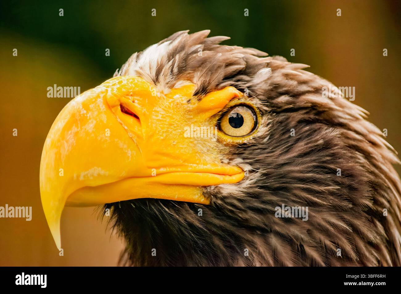 Primo piano di una Majestic Steller's Sea Eagle: Potente e suggestivo ritratto degli uccelli, ideale per la fotografia di animali selvatici, gli amanti della natura e per scopi educativi Foto Stock