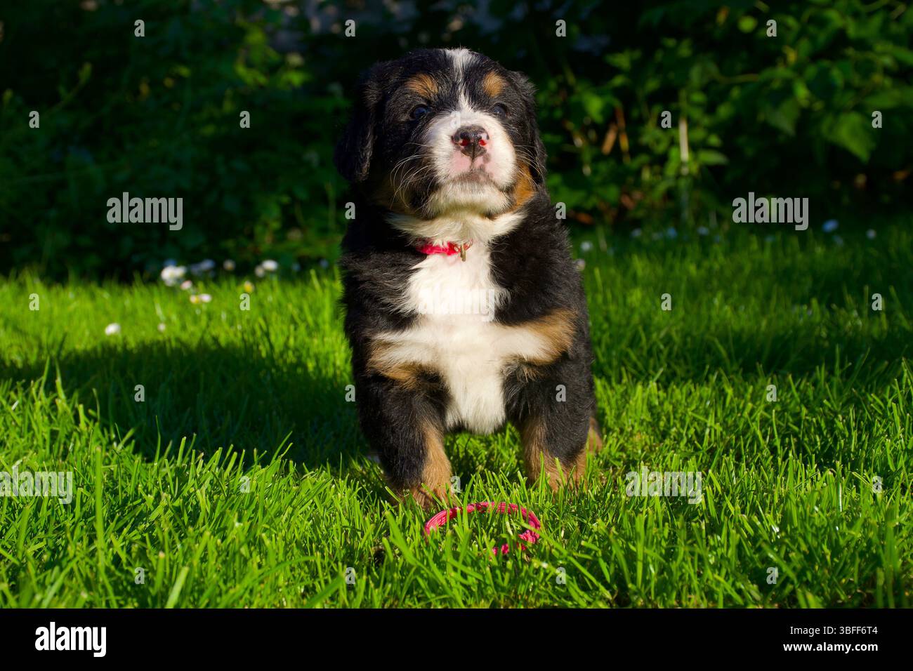 Dolce cucciolo di cane da montagna Bernese con colletto rosa, posa orgogliosa sull'erba, morbida pelliccia soffice e soffice che splende sotto la luce dorata del sole, perfetto momento per cuccioli. Foto Stock
