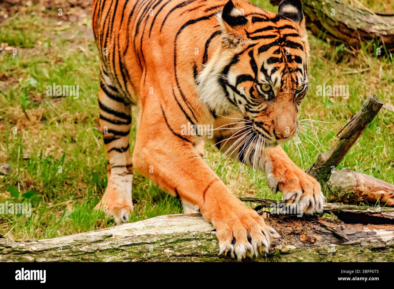 Maestosa Tigre del Bengala nell'habitat naturale: Accattivante primo piano di un potente Predatore che gratta un tronco, che mostra vivaci motivi di pelliccia e uno sguardo intenso in un ambiente verde lussureggiante Foto Stock