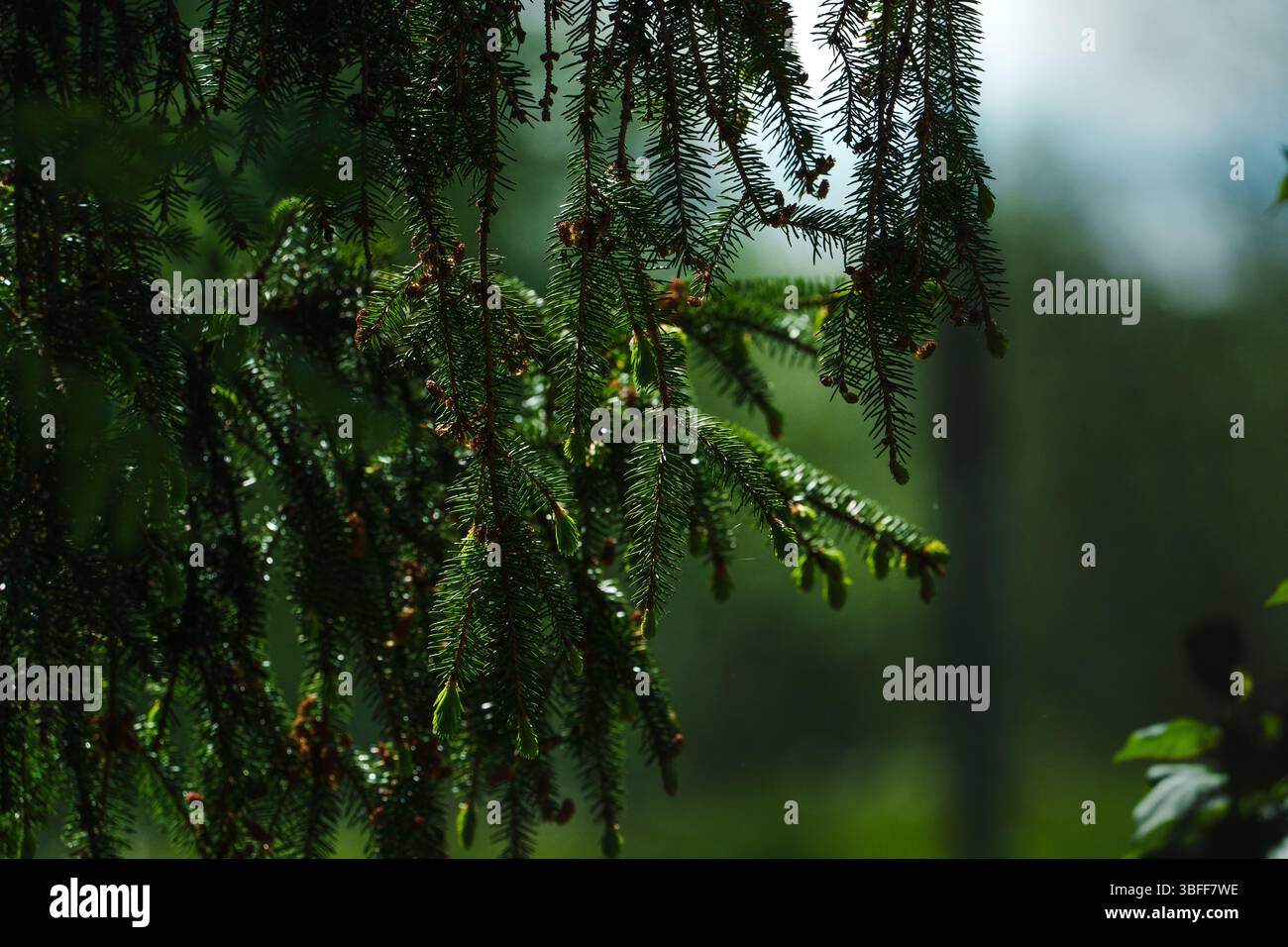 Primo piano di un ramo di abete rosso in una giornata estiva di sole. Foto Stock