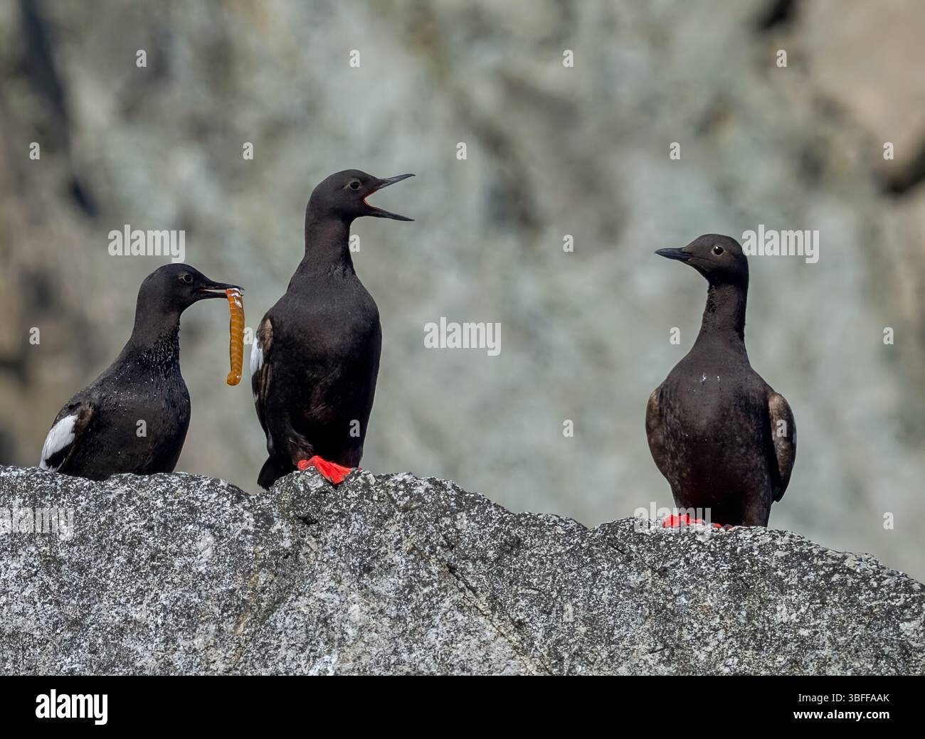 Colonia di alghe di Uria sulle scogliere a lato del mare nelle isole Svalbard in Norvegia. Chiamato anche "murre" o "a fatturazione sottile" Foto Stock