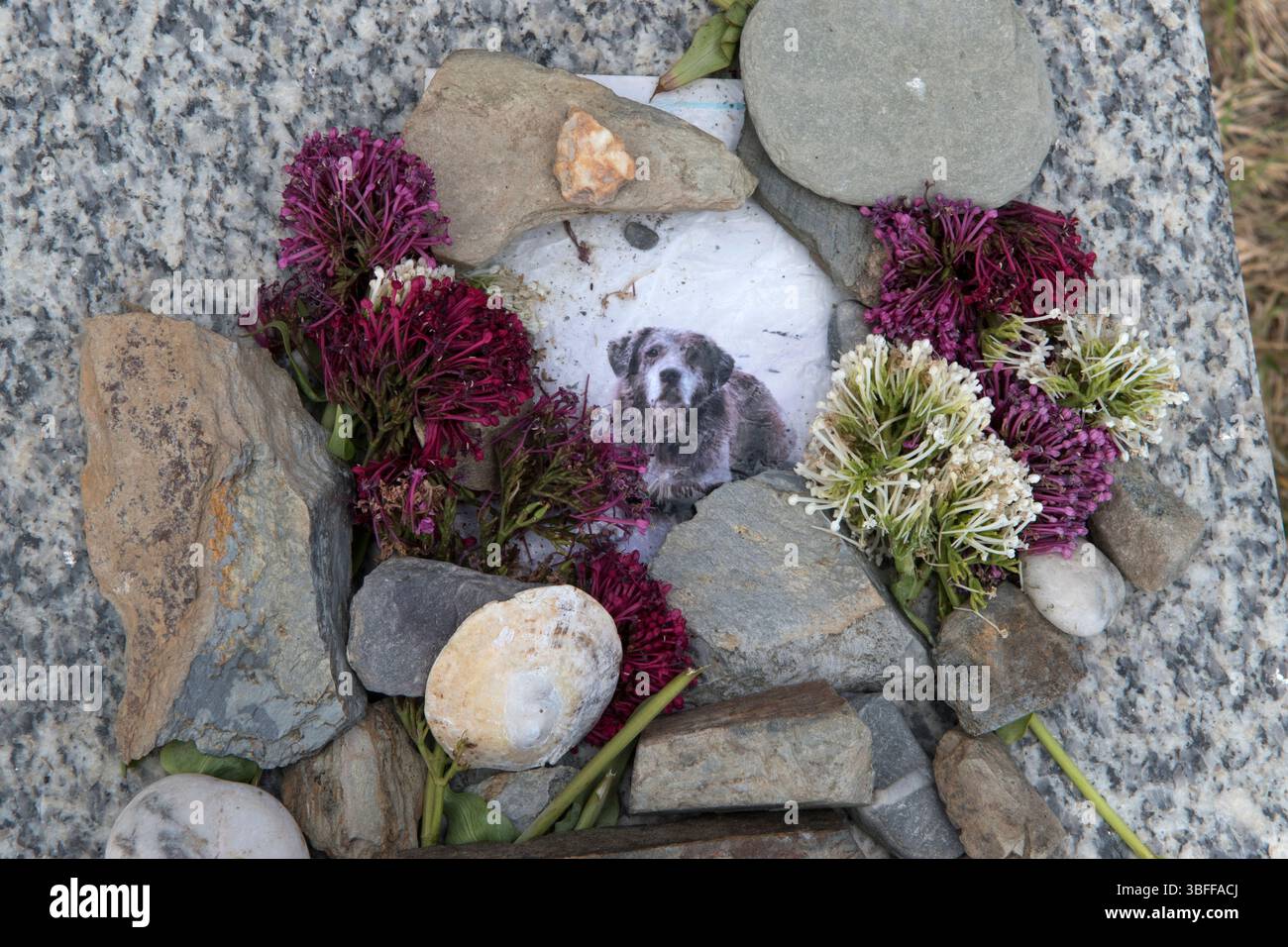 Ricordo mori per un cane lasciato su un sentiero di scogliera sedile in pietra. Un migliore amico di mans, i proprietari di animali domestici hanno lasciato una foto in bianco e nero di un vecchio cane tenuto premuto / circondato da pietre e fiori che crescevano sulle rive della scogliera. Addio, amico mio. Seaton, Cornovaglia, Inghilterra 2025 Regno Unito 2020s HOMER SYKES Foto Stock