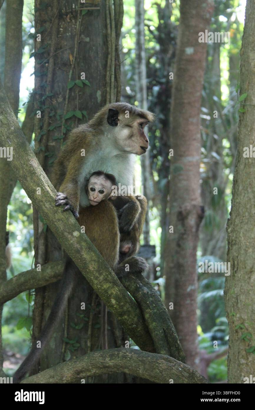 Mamma toque macaque con bambino nella giungla dello Sri Lanka Foto Stock