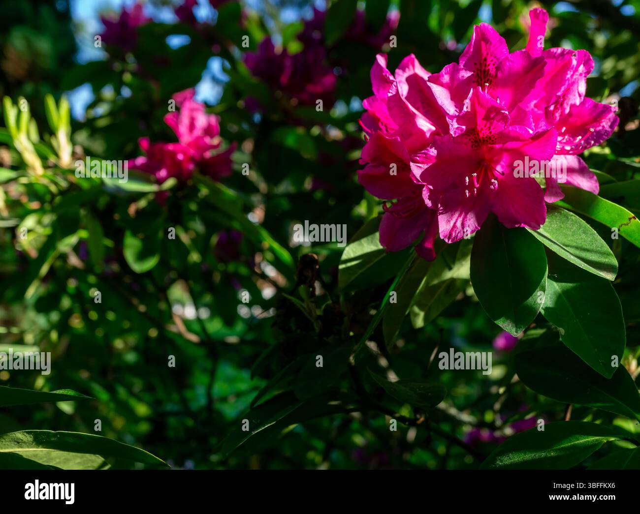 Primo piano di vividi fiori di rododendro magenta in una luce soffusa del sole primaverile, circondati da foglie verdi lussureggianti in un giardino o in un ambiente commemorativo. Foto Stock