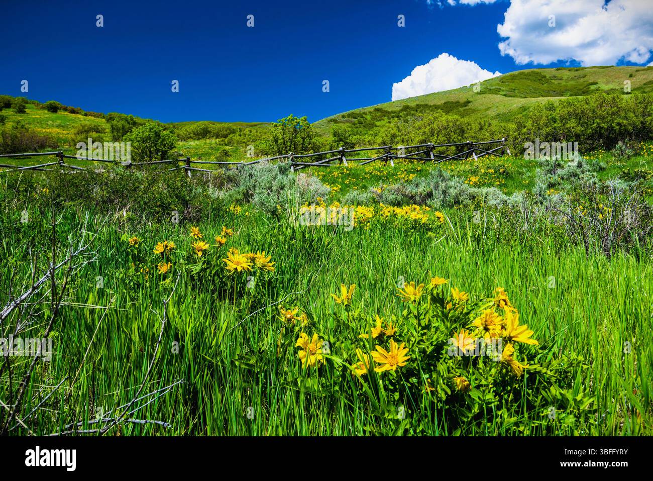 Ai piedi del Parleys Canyon, Utah, USA, vicino a Salt Lake City. Ogni primavera porta splendidi fiori selvatici e verdeggiante erba verde in questa zona. Foto Stock