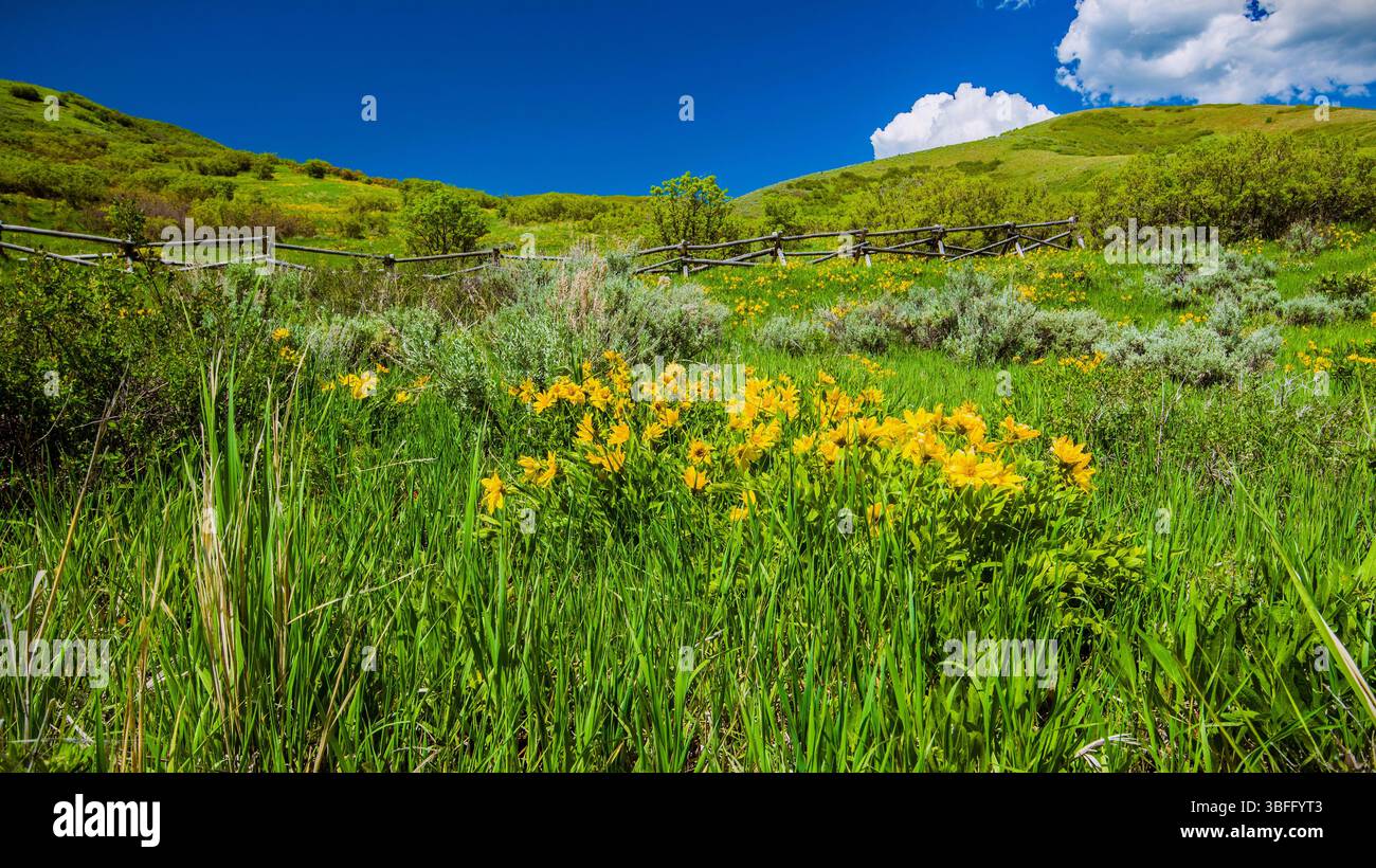 Ai piedi del Parleys Canyon, Utah, USA, vicino a Salt Lake City. Ogni primavera porta splendidi fiori selvatici e verdeggiante erba verde in questa zona. Foto Stock