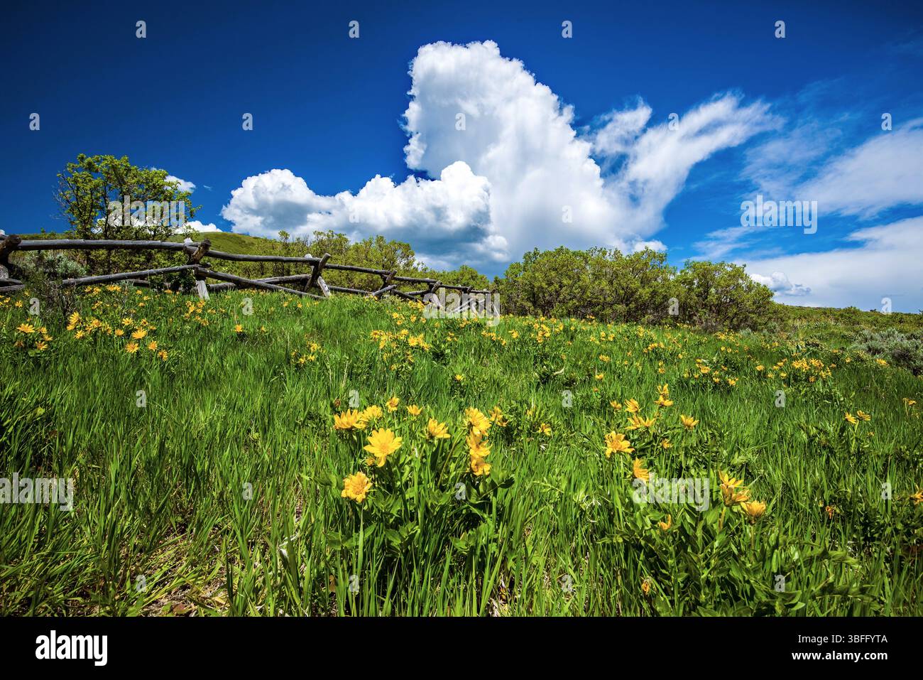Ai piedi del Parleys Canyon, Utah, USA, vicino a Salt Lake City. Ogni primavera porta splendidi fiori selvatici e verdeggiante erba verde in questa zona. Foto Stock