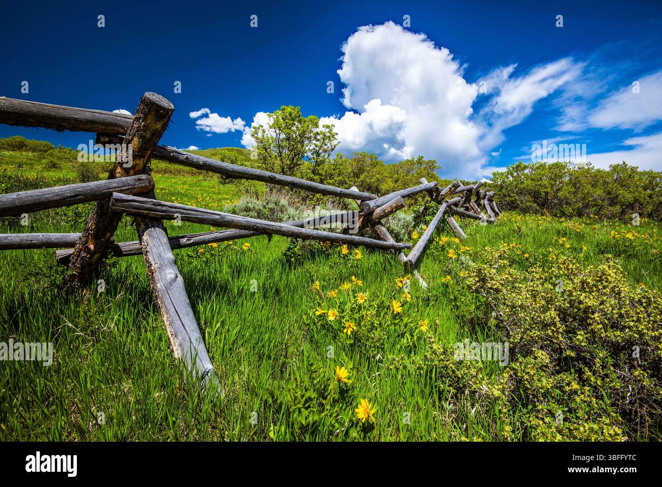 Ai piedi del Parleys Canyon, Utah, USA, vicino a Salt Lake City. Ogni primavera porta splendidi fiori selvatici e verdeggiante erba verde in questa zona. Foto Stock