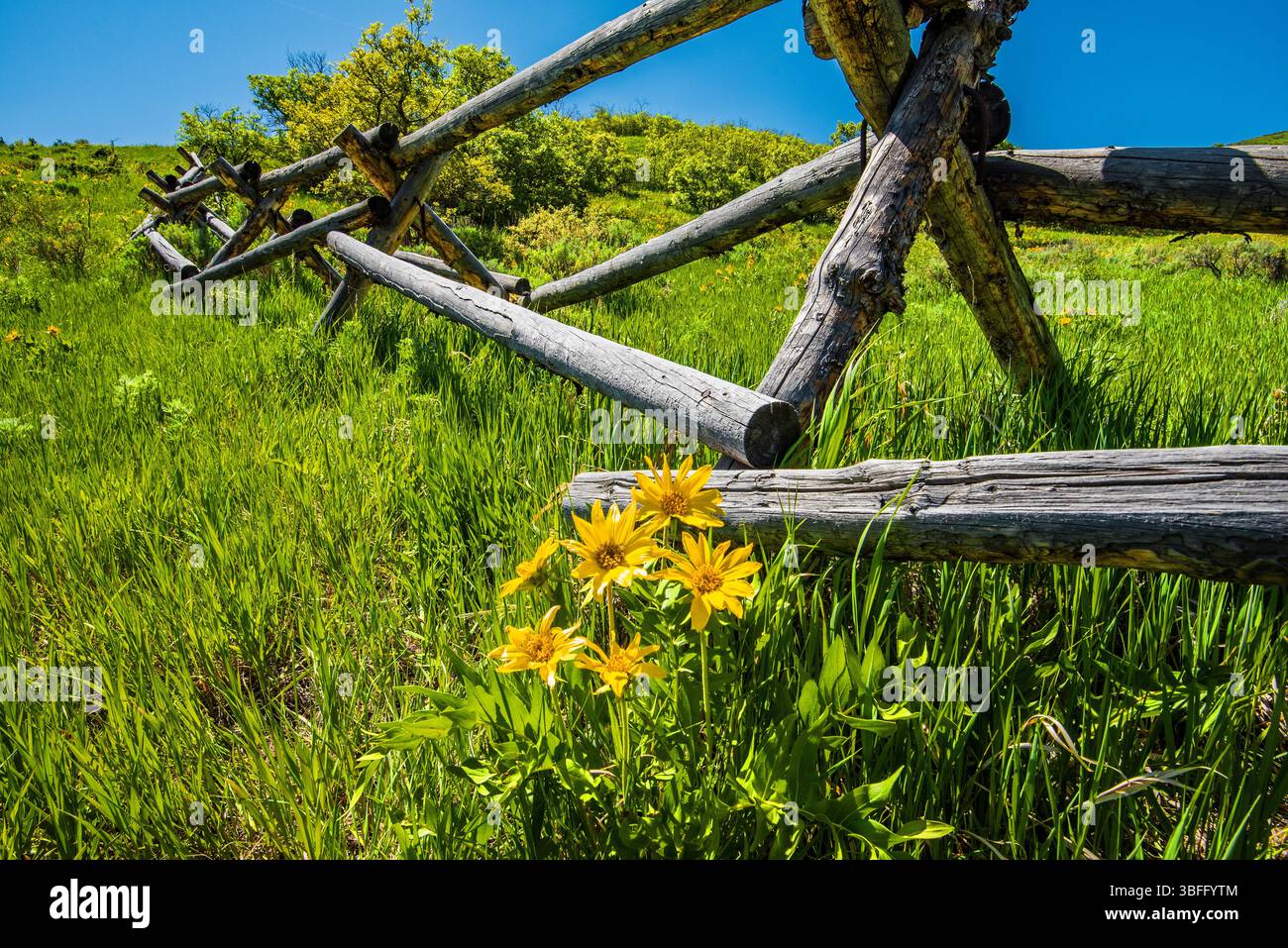 Ai piedi del Parleys Canyon, Utah, USA, vicino a Salt Lake City. Ogni primavera porta splendidi fiori selvatici e verdeggiante erba verde in questa zona. Foto Stock