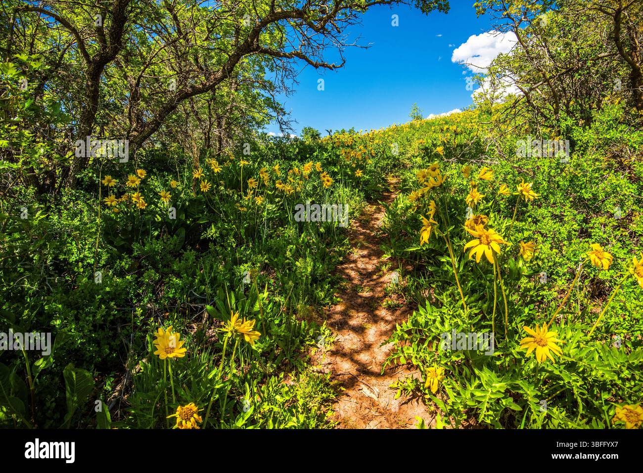 Ai piedi del Parleys Canyon, Utah, USA, vicino a Salt Lake City. Ogni primavera porta splendidi fiori selvatici e verdeggiante erba verde in questa zona. Foto Stock