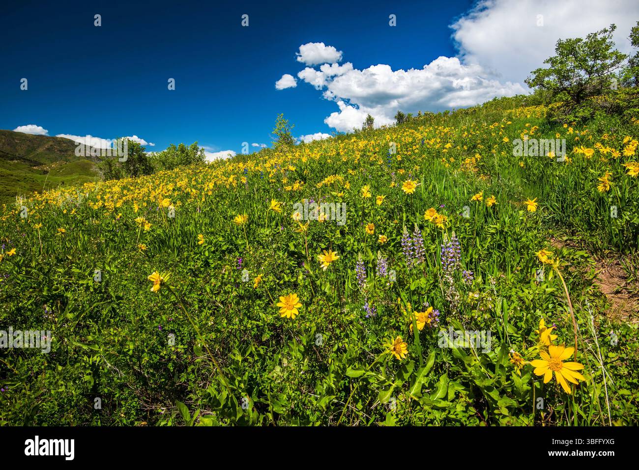Ai piedi del Parleys Canyon, Utah, USA, vicino a Salt Lake City. Ogni primavera porta splendidi fiori selvatici e verdeggiante erba verde in questa zona. Foto Stock