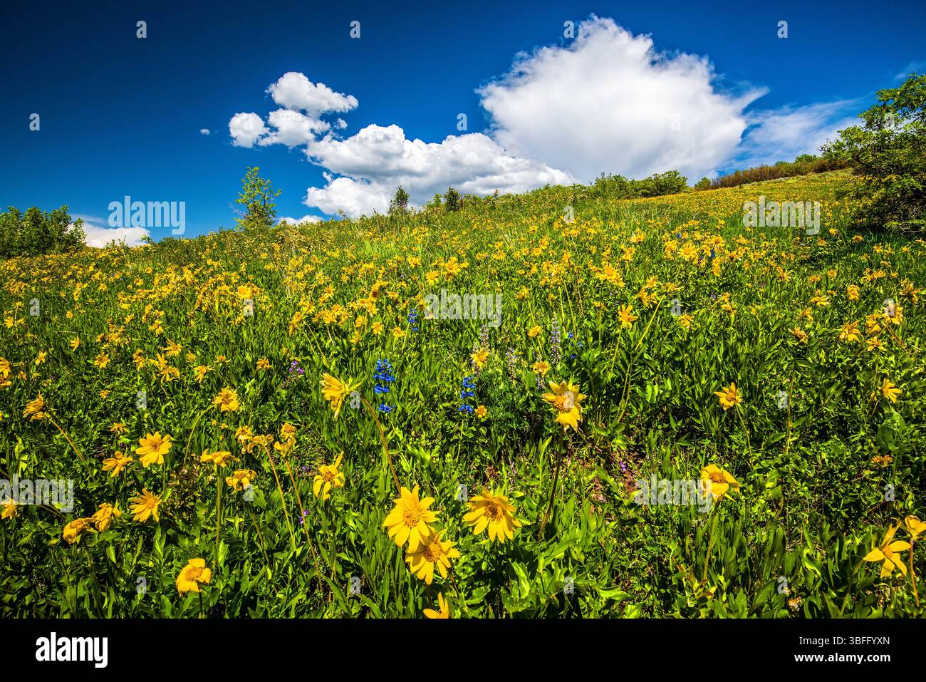 Ai piedi del Parleys Canyon, Utah, USA, vicino a Salt Lake City. Ogni primavera porta splendidi fiori selvatici e verdeggiante erba verde in questa zona. Foto Stock