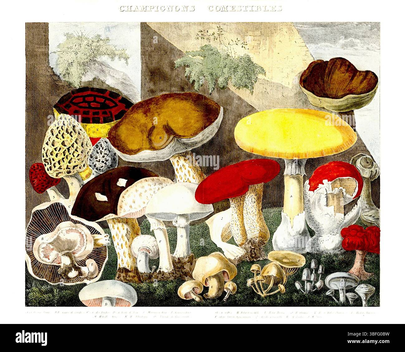 Michel Etienne Descourtilz - Atlante - funghi commestibili, sospetti e velenosi - (1827-1828) - piatto 1 Foto Stock