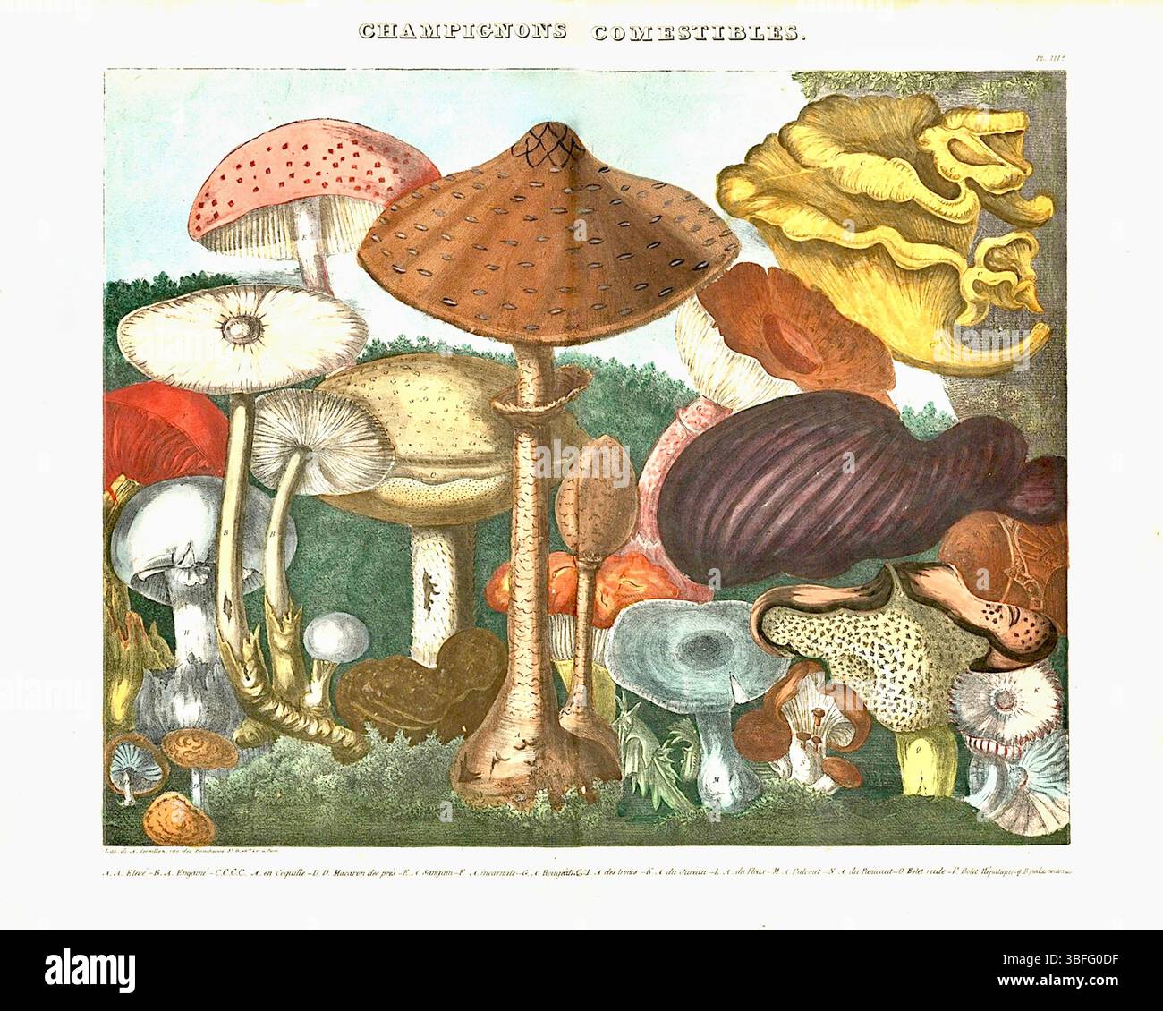 Michel Etienne Descourtilz - Atlante - funghi commestibili, sospetti e velenosi - (1827-1828) - piatto 3 Foto Stock