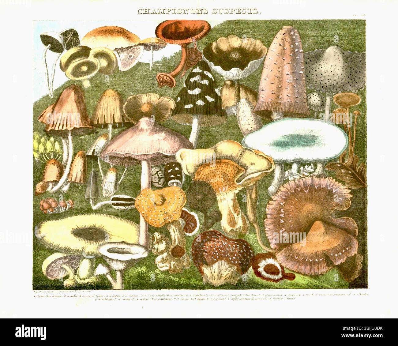 Michel Etienne Descourtilz - Atlante - funghi commestibili, sospetti e velenosi - (1827-1828) - piatto 4 Foto Stock
