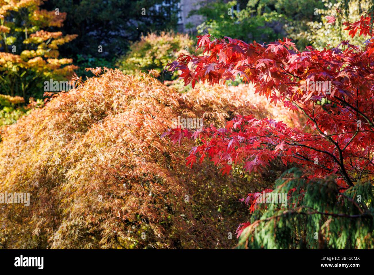 Acers nei colori autunnali, Inghilterra, Regno Unito Foto Stock