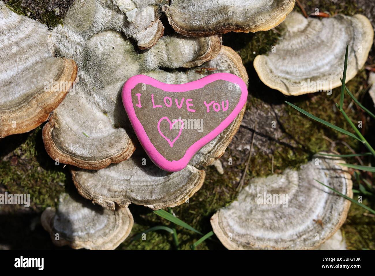 Ti amo, a forma di cuore, di San Valentino su tronco con fungo da scaffale Foto Stock