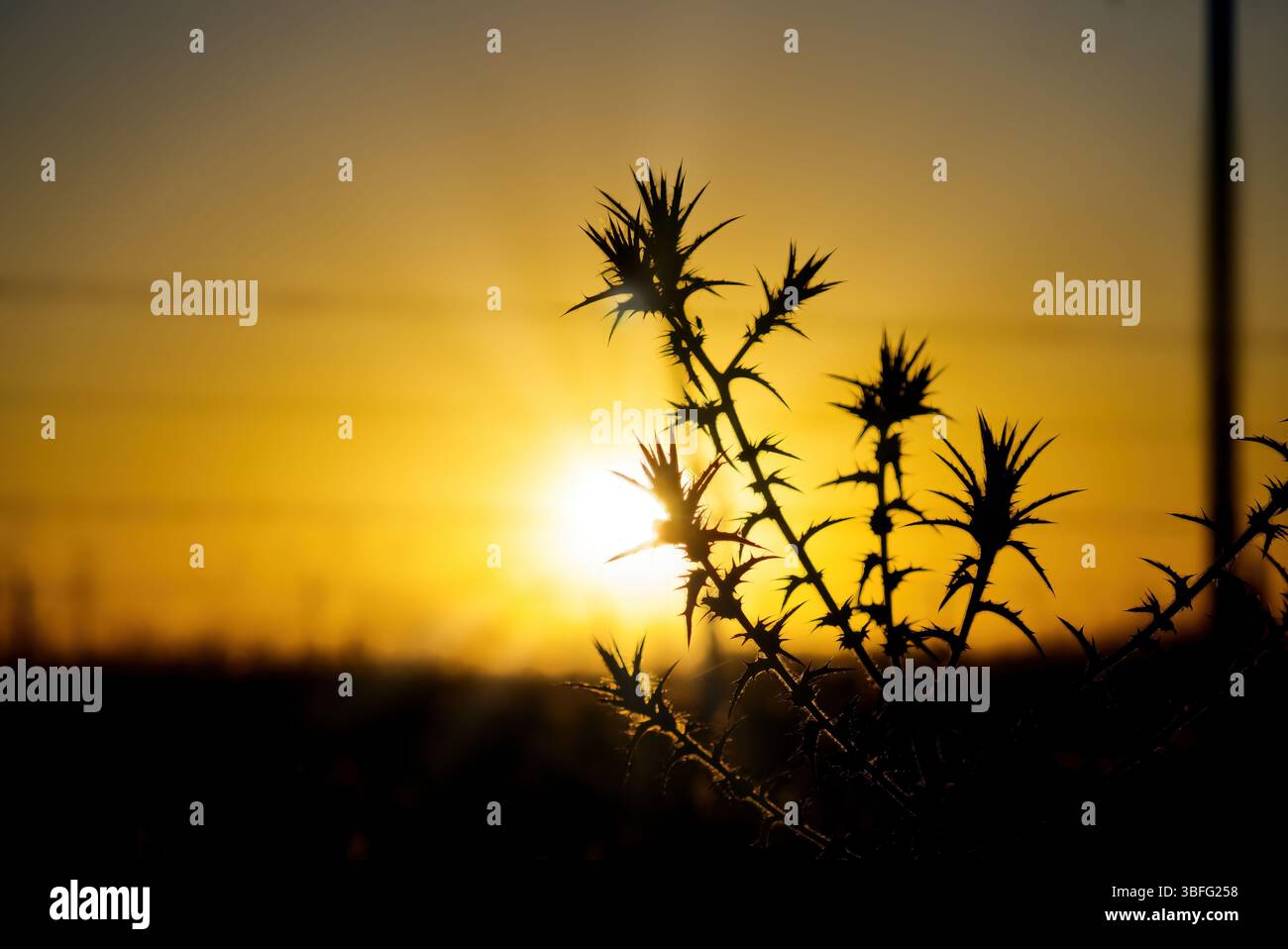 La silhouette di una pianta spinosa, probabilmente un cardo, si distingue contro un vivace cielo arancione al tramonto Foto Stock