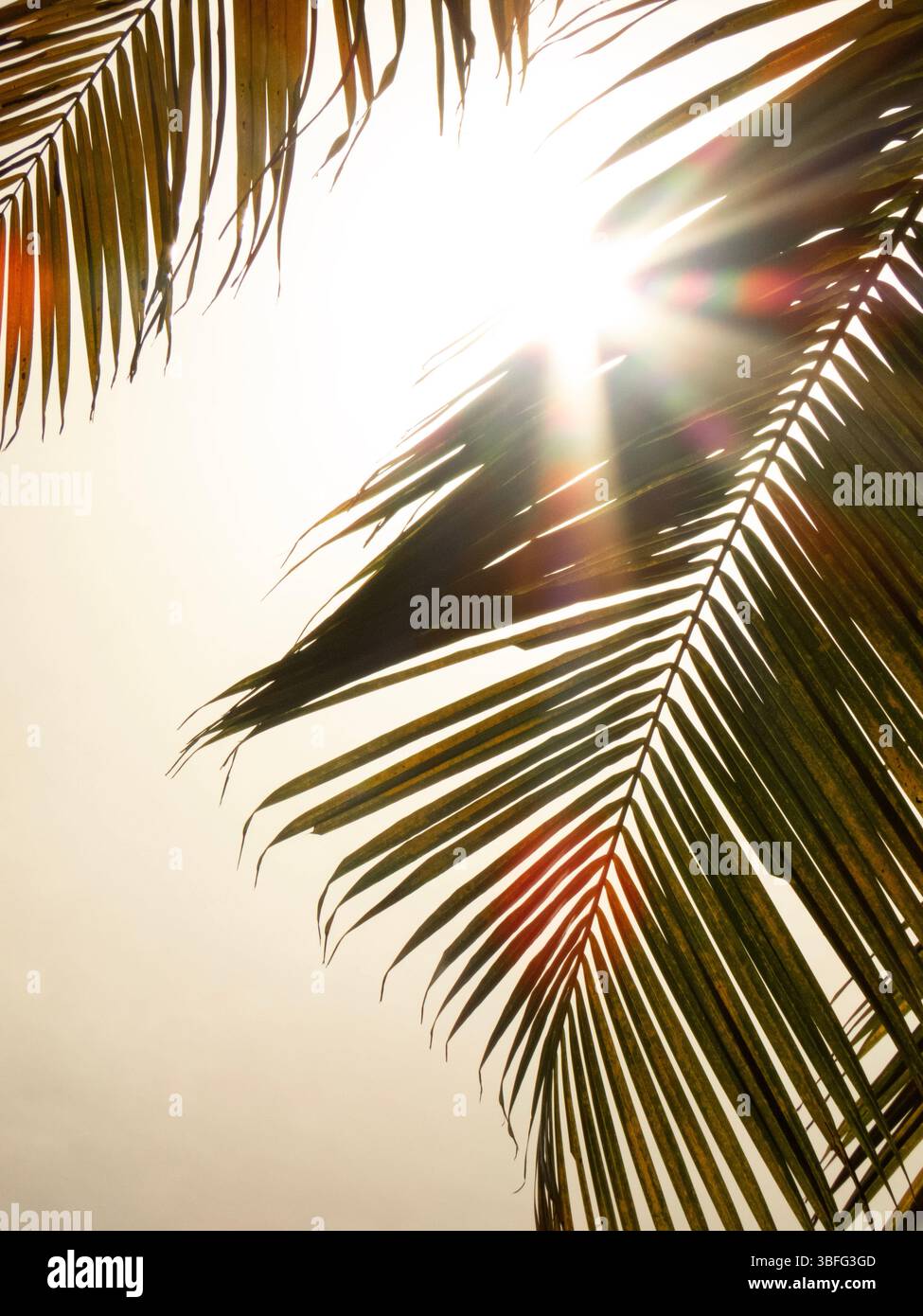 Foglia di palma al sole Foto Stock