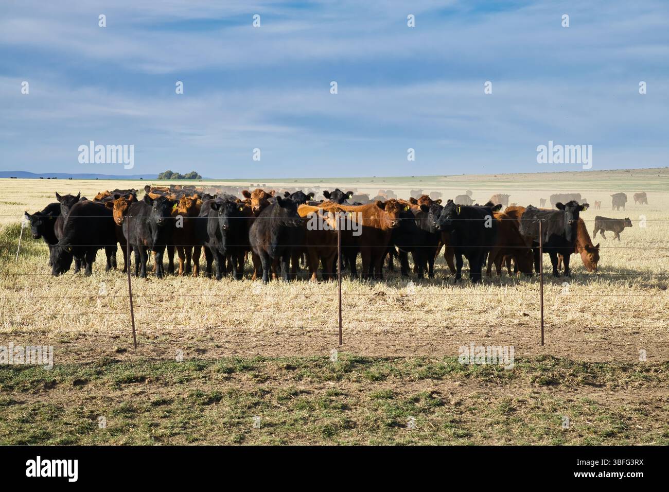 Gruppo di mucche rosse Angus e nere dietro una recinzione che guarda la telecamera Foto Stock