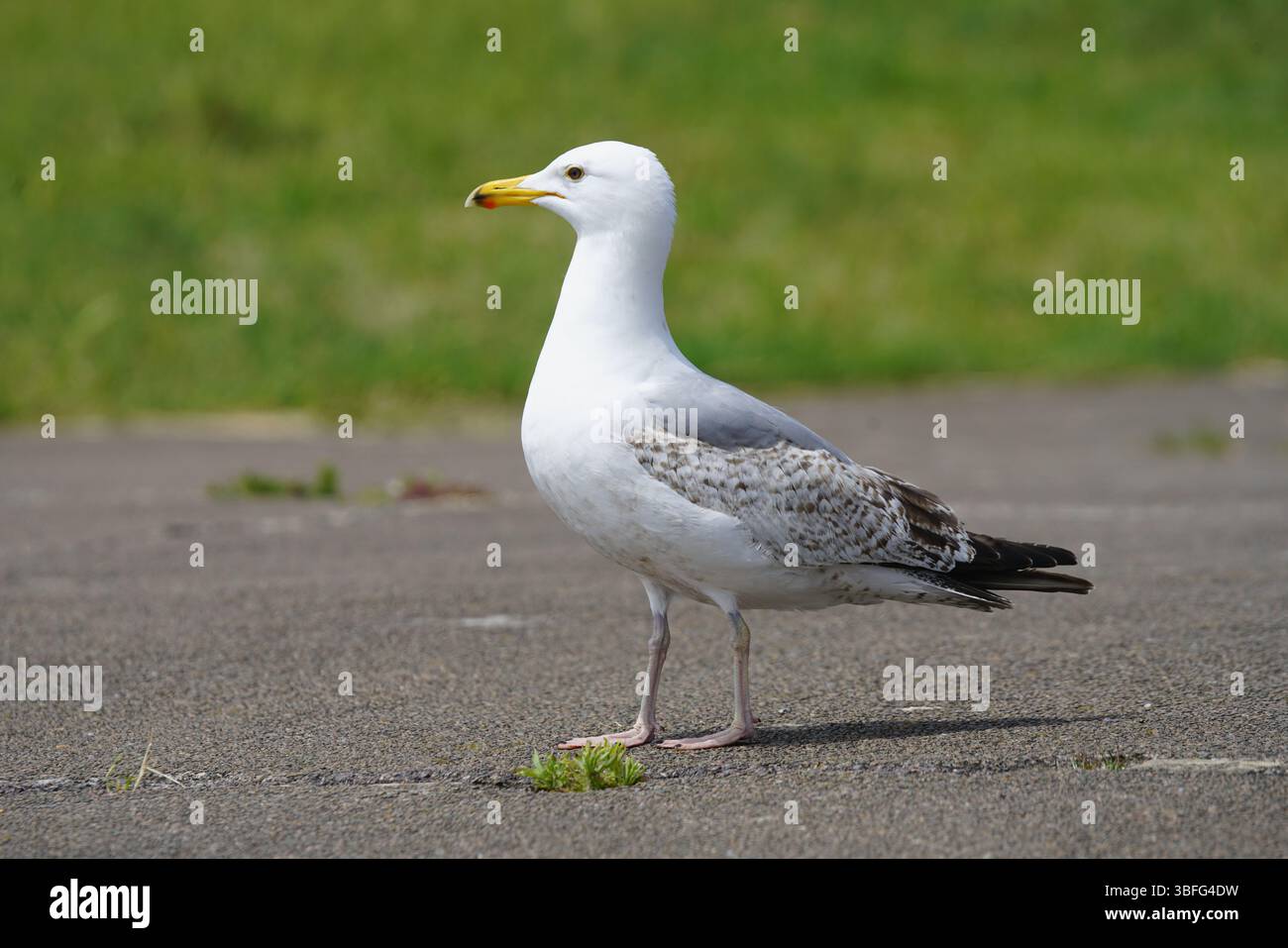 Gabbiano arroccato su un muro di pietra in un ambiente naturale. Portsmouth, Regno Unito Foto Stock