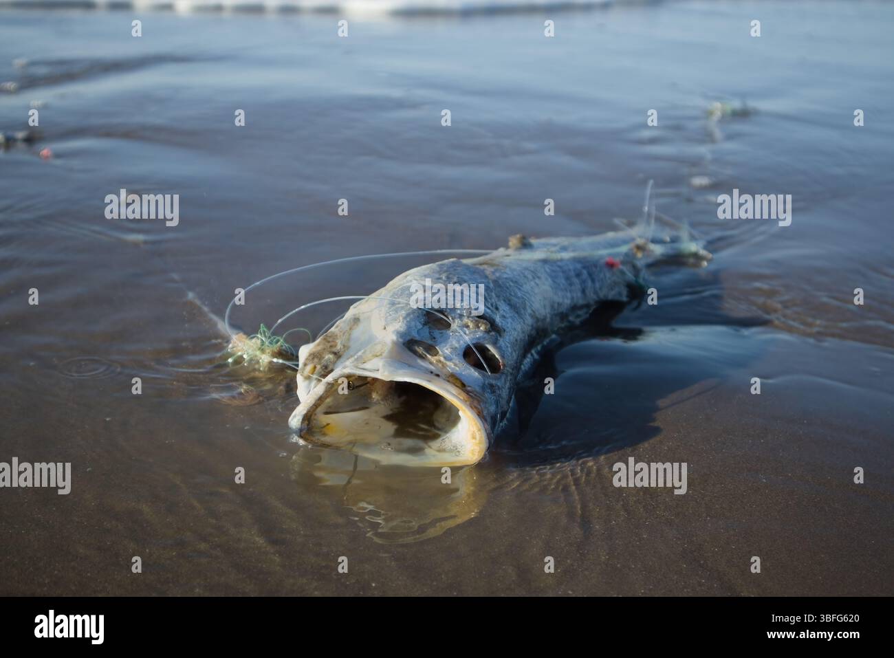 pesci morti che giacciono su sabbia bagnata ai margini dell'acqua. La bocca del pesce è aperta, e ci sono resti visibili di lenze da pesca e un gancio intorno al suo bo Foto Stock