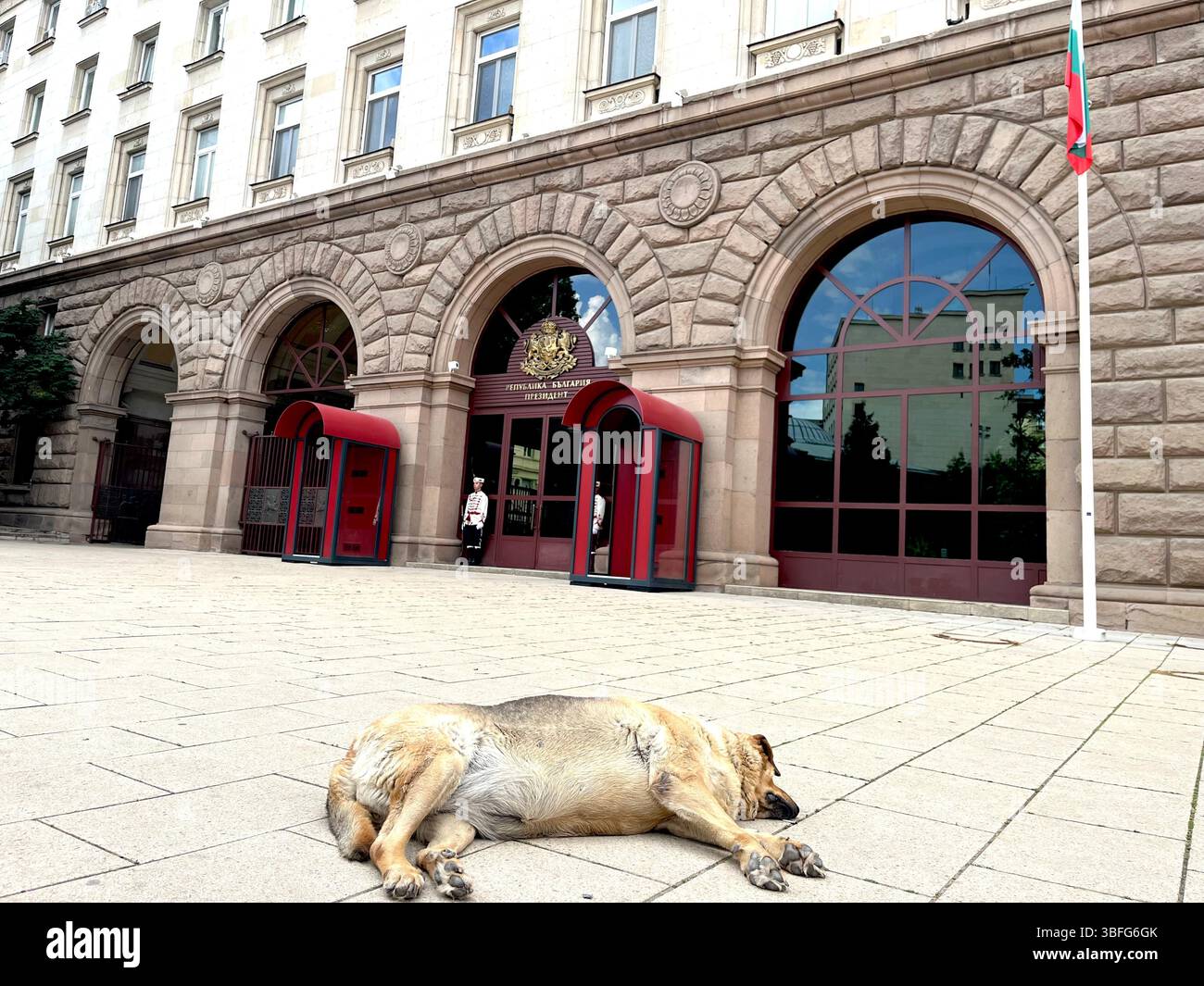 Cani randagi deposti e addormentati di fronte all'edificio degli uffici della Presidenza bulgara, Sofia Bulgaria, Europa orientale, Balcani, UE - Immagine stock catturata con smartphone