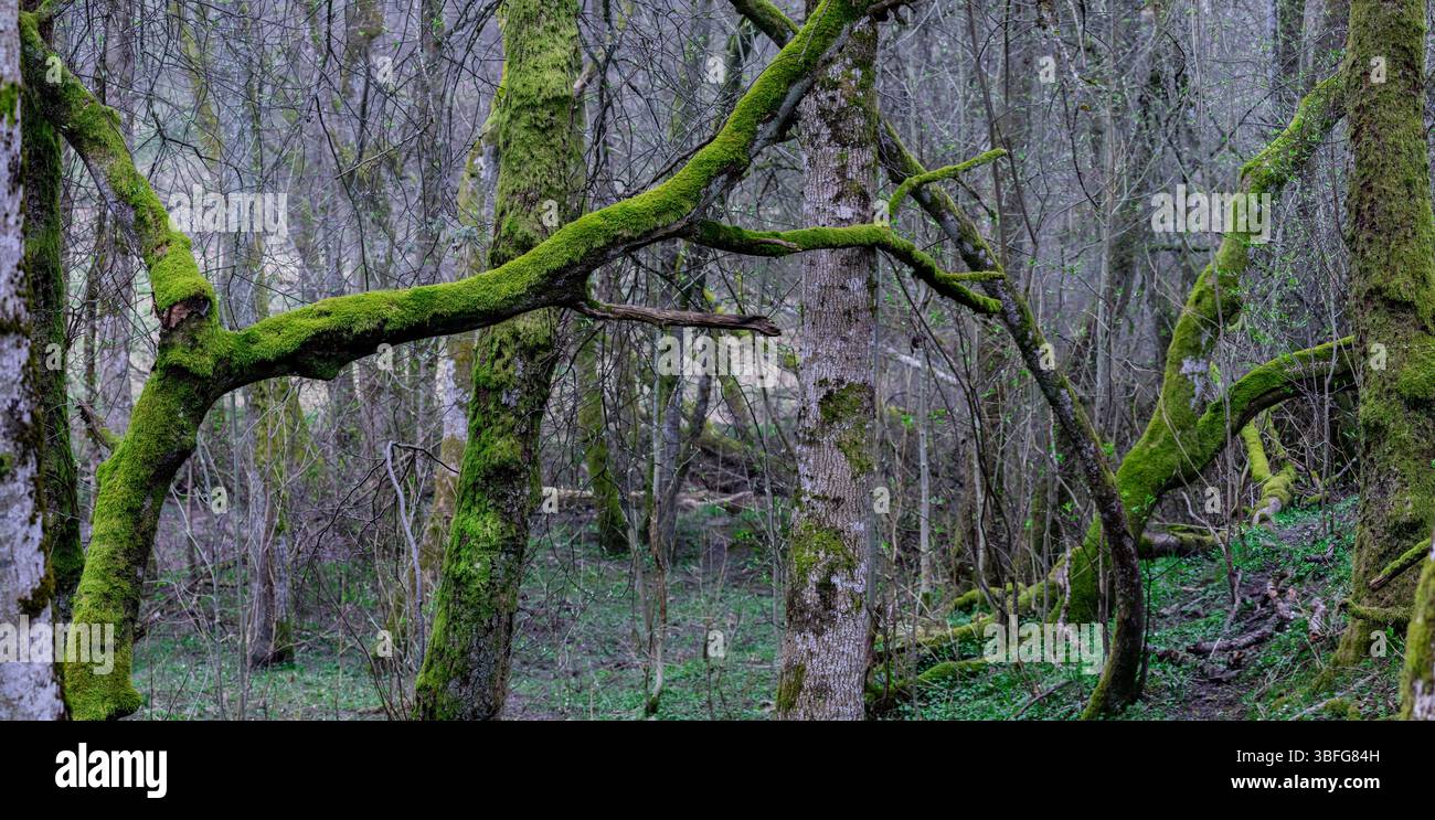 Paesaggio boschivo con muschio su alberi e rami Foto Stock