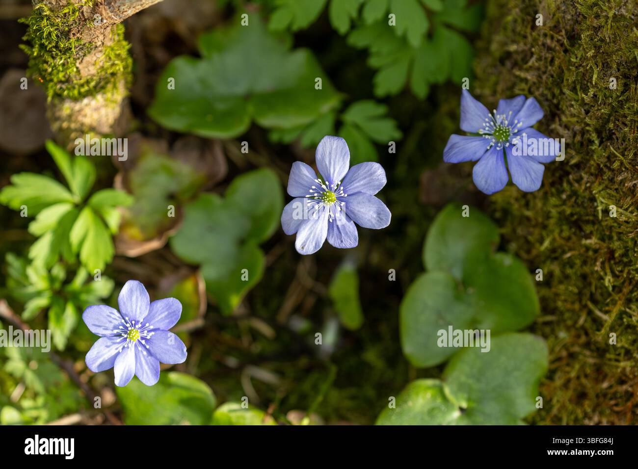 Anemone blu Hepatica nobilis fiori allo stato selvatico Foto Stock