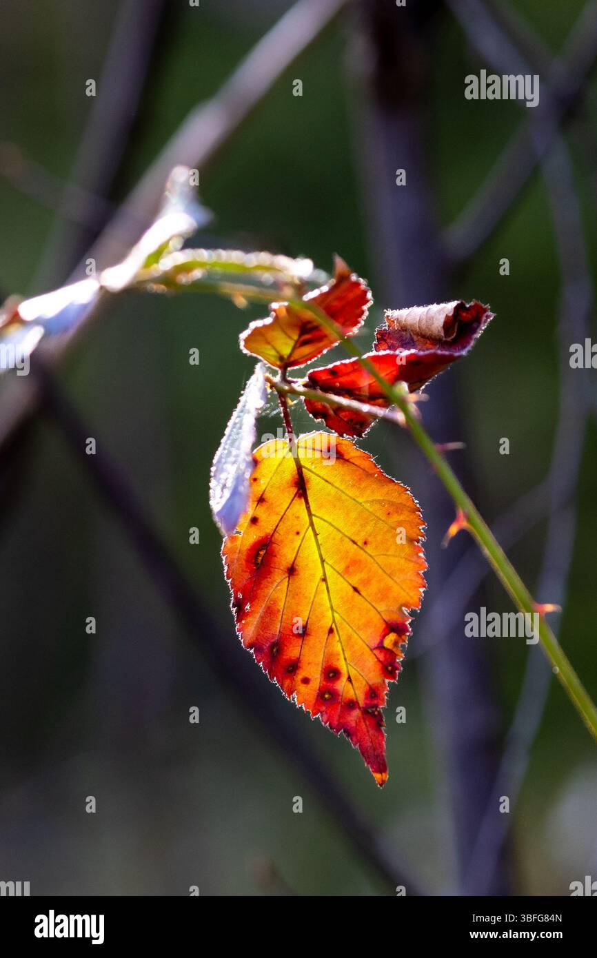 Primo piano di foglie rosse e gialle all'inizio della primavera Foto Stock