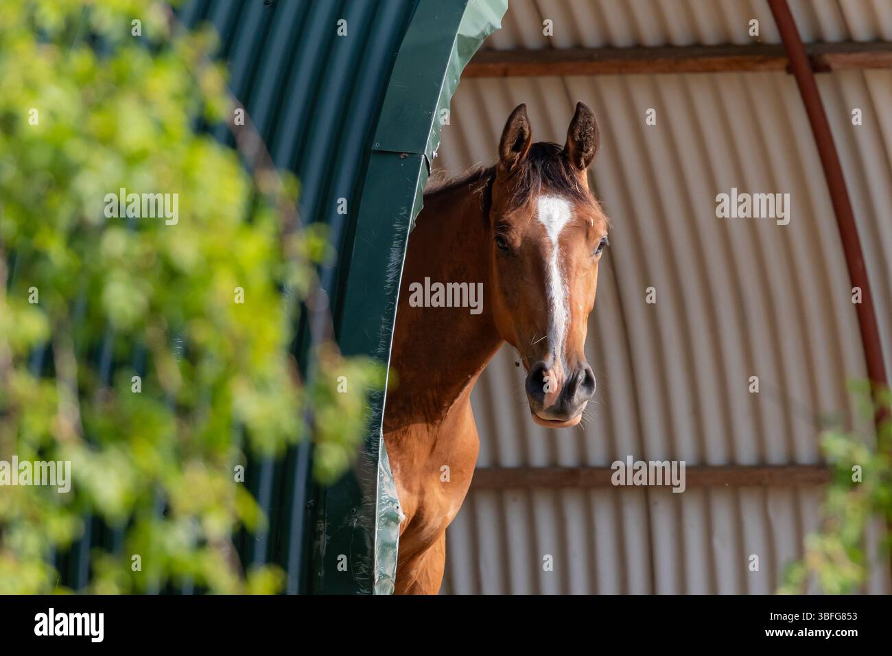 Cavallo che guarda fuori da un capannone all'aperto con lussureggiante primo piano verde Foto Stock