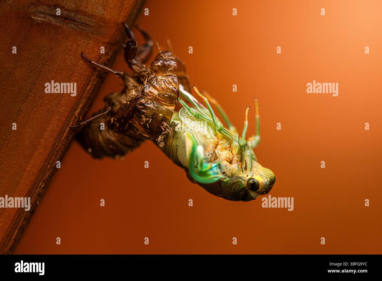 Una cicada che emerge dal suo guscio. Foto Stock
