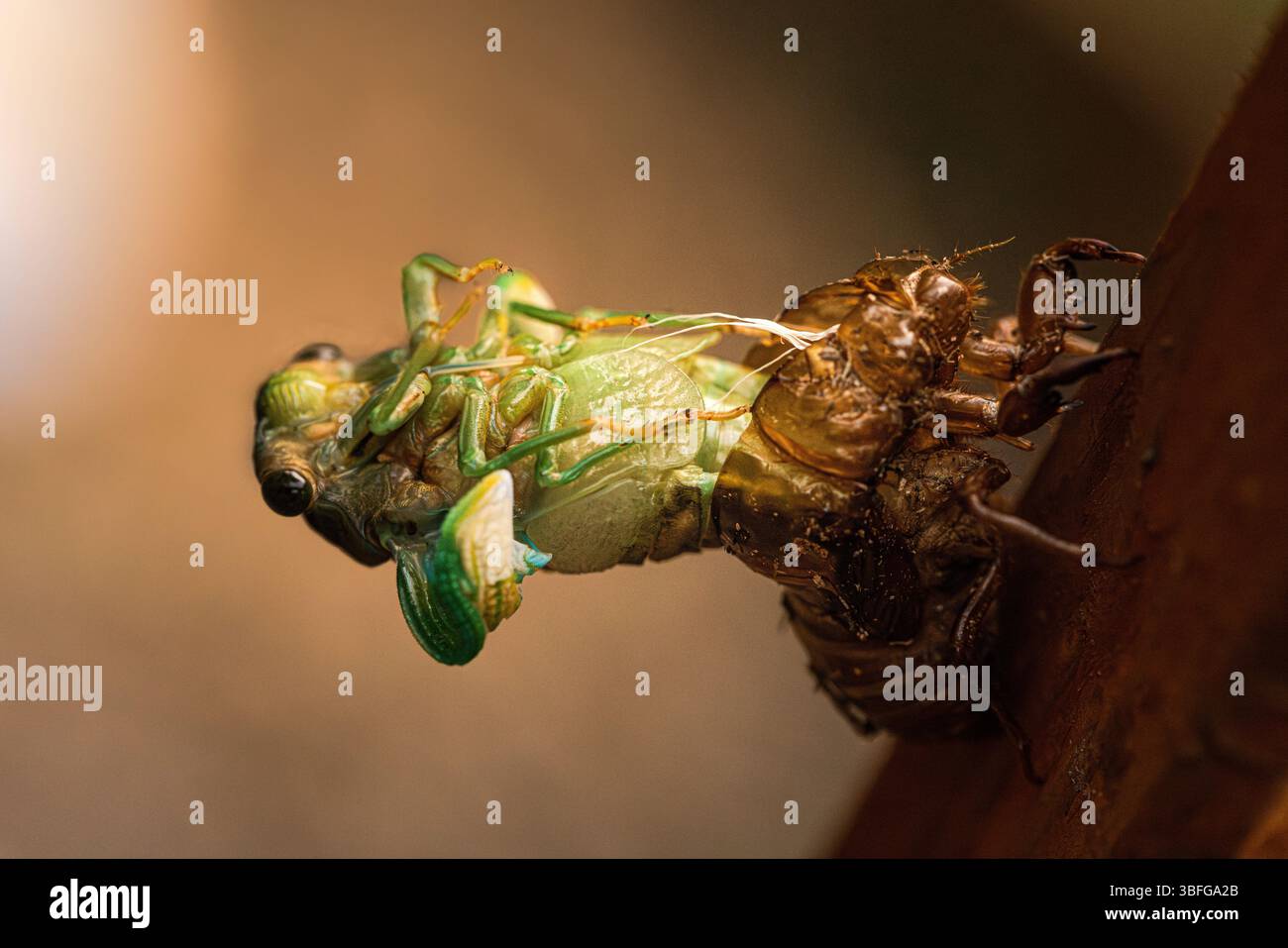 Una cicada che emerge dal suo guscio. Foto Stock