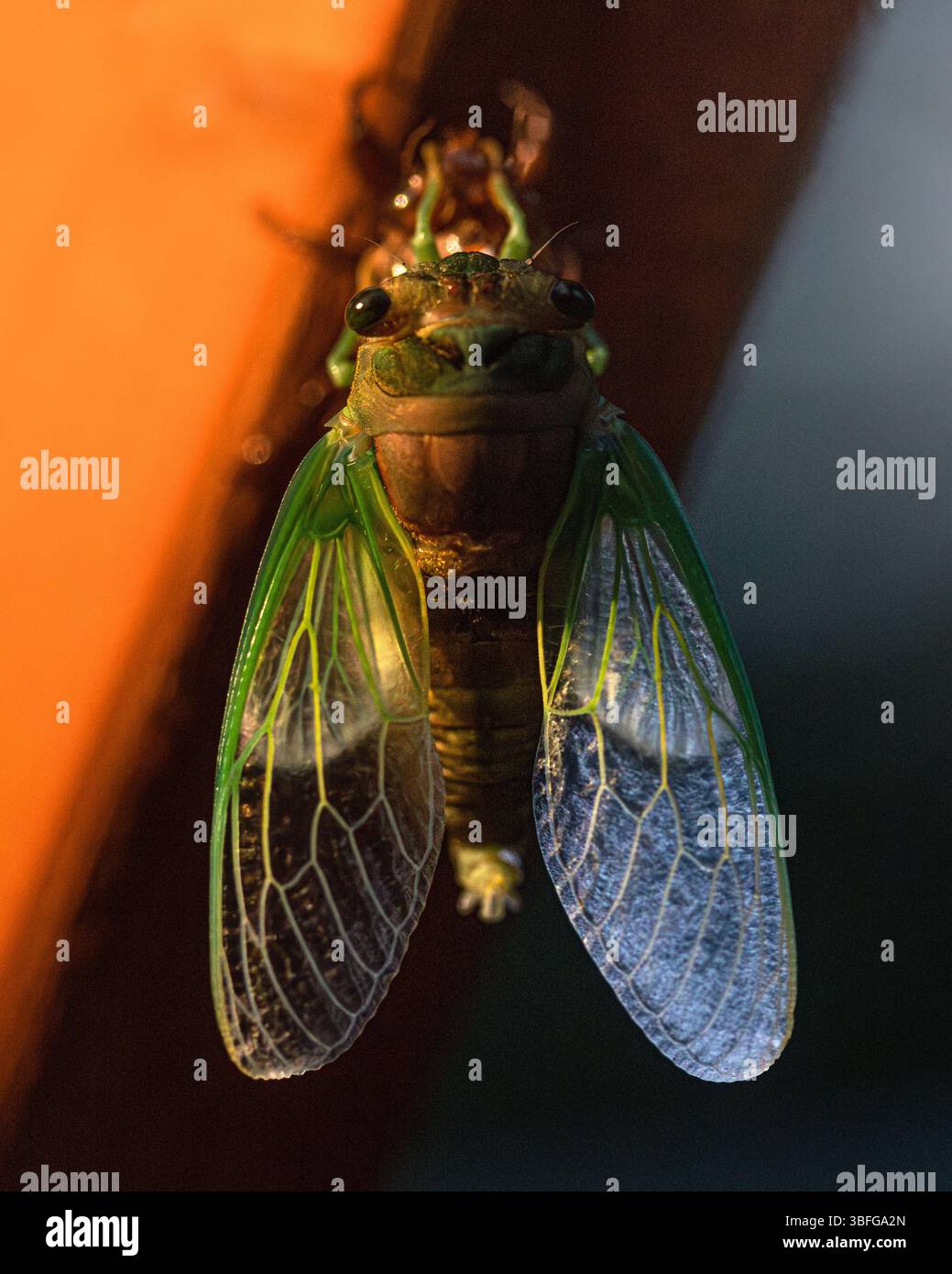 Una cicada che emerge dal suo guscio. Foto Stock