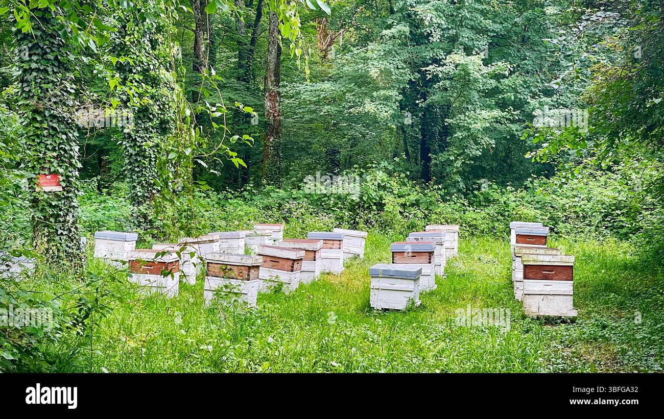 Alveari immersi in una radura erbosa ai margini della foresta, che supporta gli impollinatori e la produzione di miele in un ambiente naturale sereno, la Francia Foto Stock