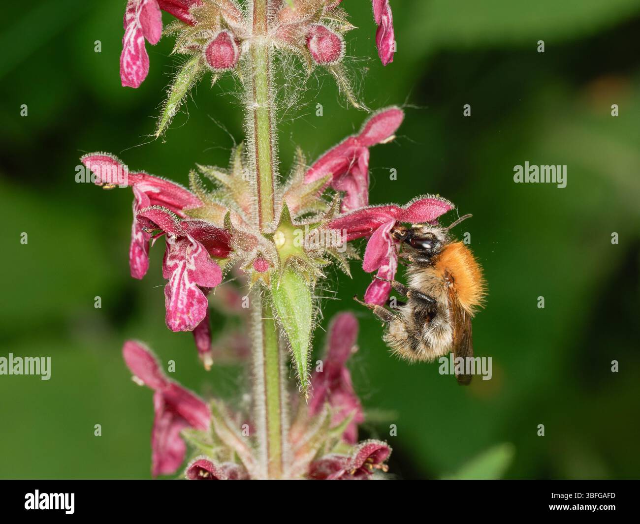 Macro di un'ape cardine comune (Bombus pascuorum) che si nutre di fiori rosa a Étang de Meudon, Francia. Foto Stock