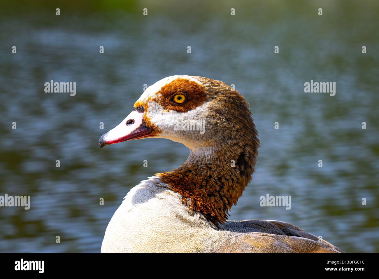 Un momento selvaggio, vita in movimento e quiete. e il tempo si ferma nella natura. Foto Stock