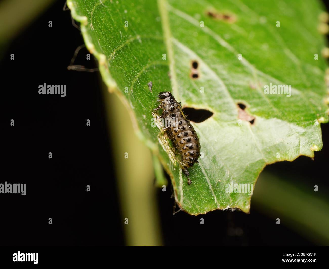Larva di scarabeo di bacino verde (Gastrophysa viridula) che si nutre su una foglia, foto macro da vicino, Meudon, Francia. Foto Stock