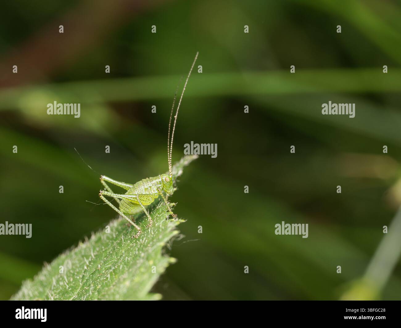 Cespuglio-cricket macchiato (Leptophyes punctatissima) arroccato sul bordo di una foglia, foto macro da vicino, Meudon, Francia. Foto Stock