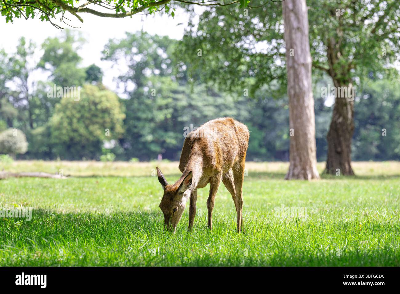 Un momento selvaggio, vita in movimento e quiete. e il tempo si ferma nella natura. Foto Stock