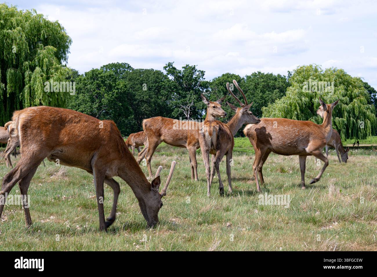 Un momento selvaggio, vita in movimento e quiete. e il tempo si ferma nella natura. Foto Stock