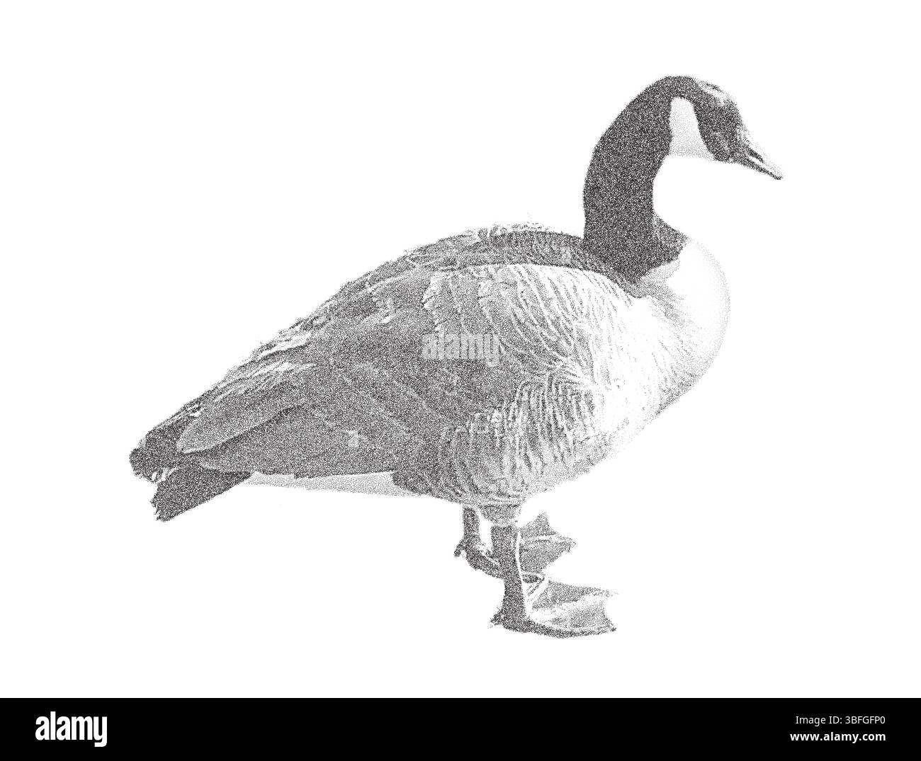 Realistico effetto fotocopia punteggiato illustrazione di un'oca canadese in stile monocromatico, che rappresenta la fauna selvatica, la natura e l'ornitologia Illustrazione Vettoriale