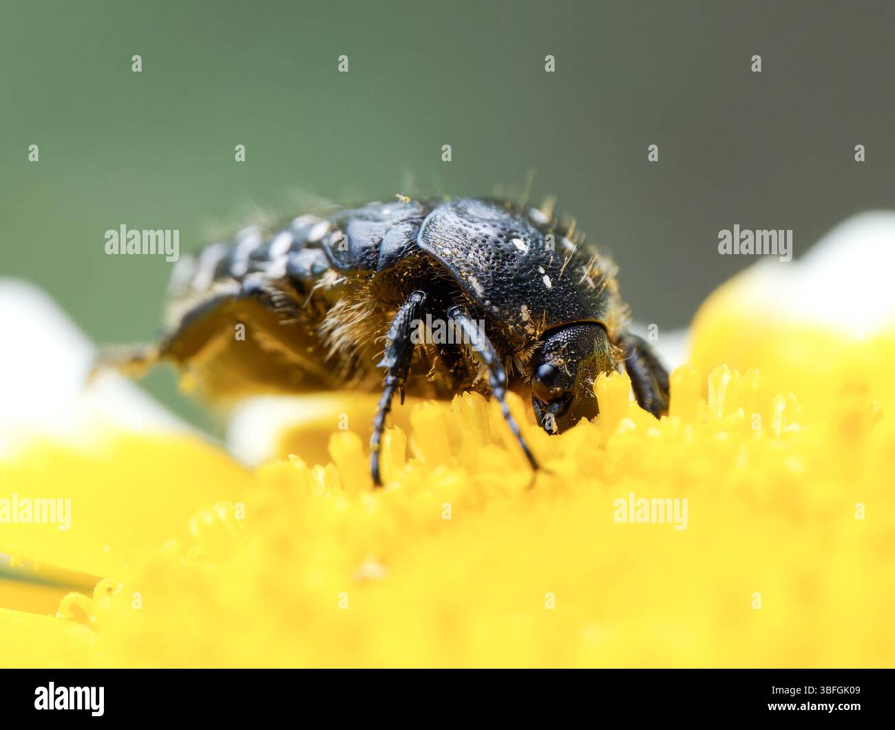 Oxythyrea funesta, scarabeo che si nutre di margherite gialle, Paysan Urbain, Lione, Francia. Foto Stock