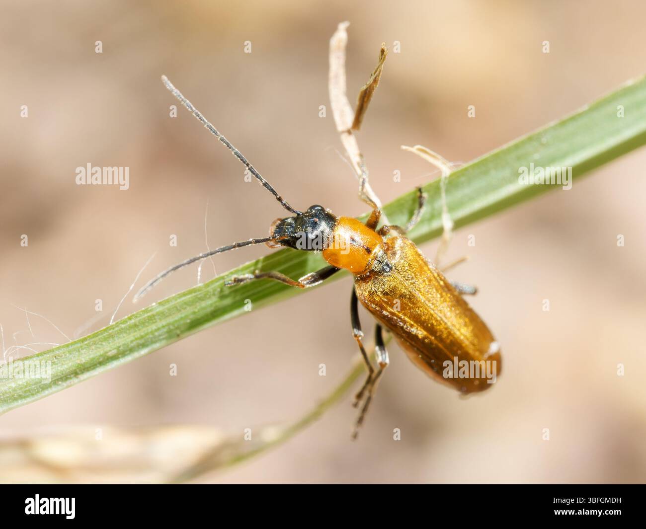 Primo piano di un comune coleottero rosso (Rhagonycha fulva) sull'erba di Lione, in Francia, evidenziando il suo corpo arancione e il suo habitat naturale. Foto Stock