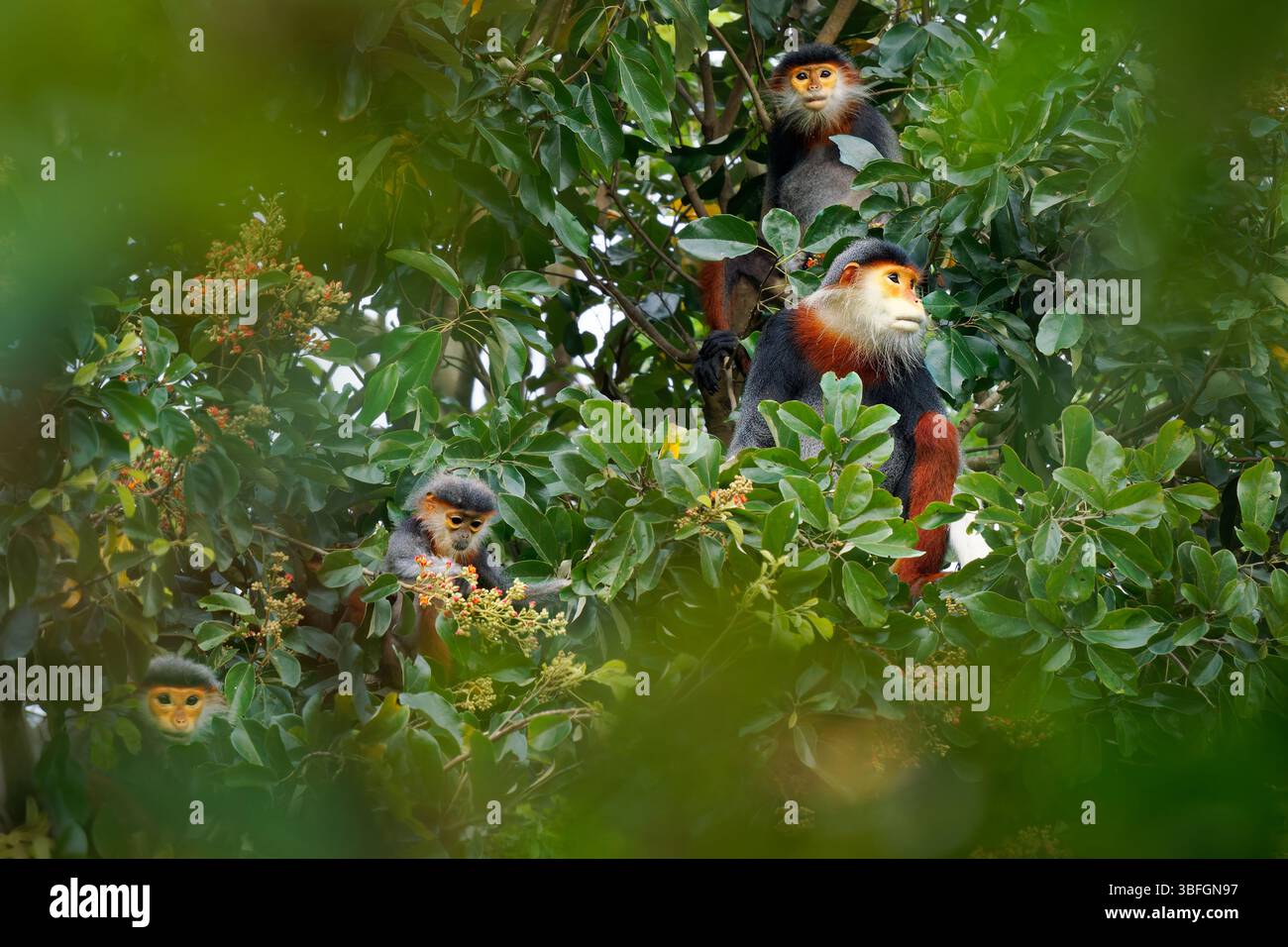 Red-shanked douc langur - famiglia Pygathrix nemaeus di scimmia folivora arborea e diurna del Vecchio mondo endemica del Laos, Vietnam e Cambogia, nativa t Foto Stock