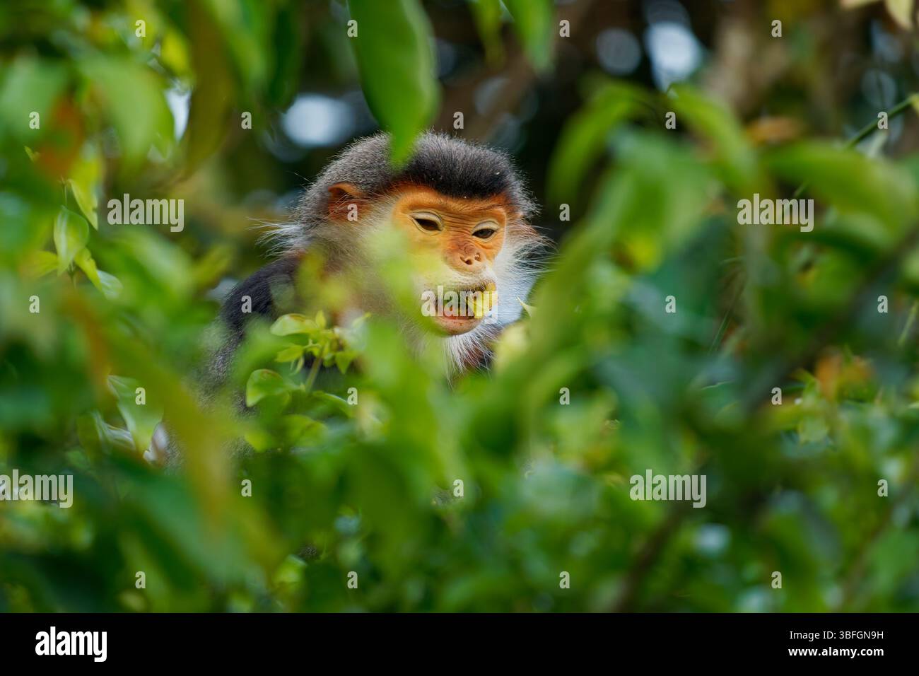 Red-shanked douc langur - Pygathrix nemaeus ritratto di scimmia arborea e diurna del Vecchio mondo endemica del Laos, del Vietnam e della Cambogia, folivore e co Foto Stock